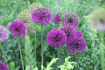 Zierzwiebel - Allium 'Purple Sensation'