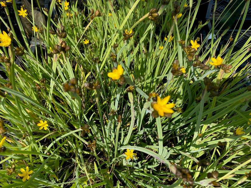 Schornsteinlilie - Sisyrinchium californicum