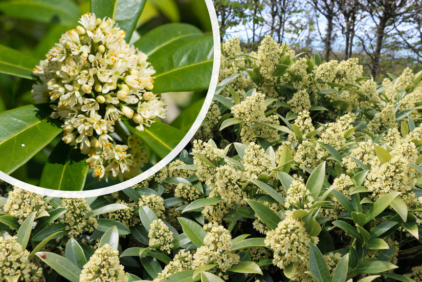 Skimmia - Skimmia confusa 'Kew Green'