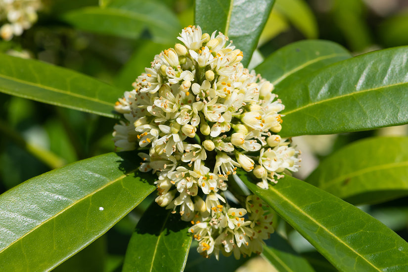 Skimmia - Skimmia confusa 'Kew Green'