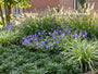 Biologischer Japanischer Schlangenbart - Ophiopogon japonicus 'Minor'