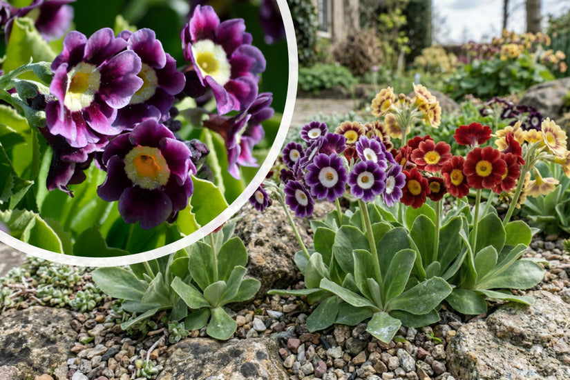 Primel - Primula vulgaris