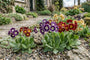 Primel - Primula vulgaris