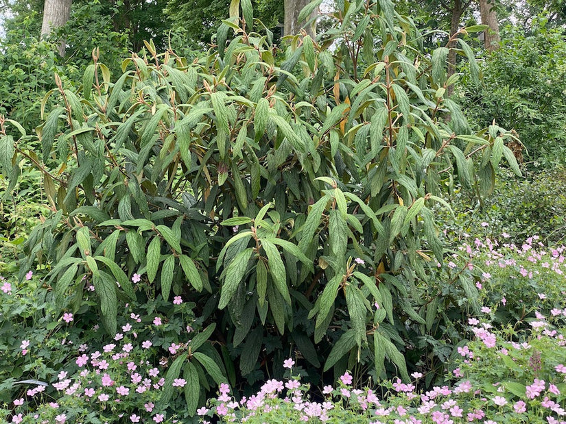 Schneeball - Viburnum Rhytidophyllum