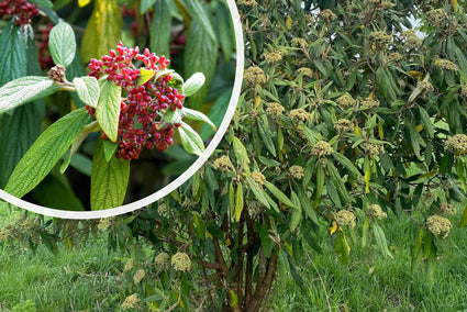 Schneeball - Viburnum Rhytidophyllum