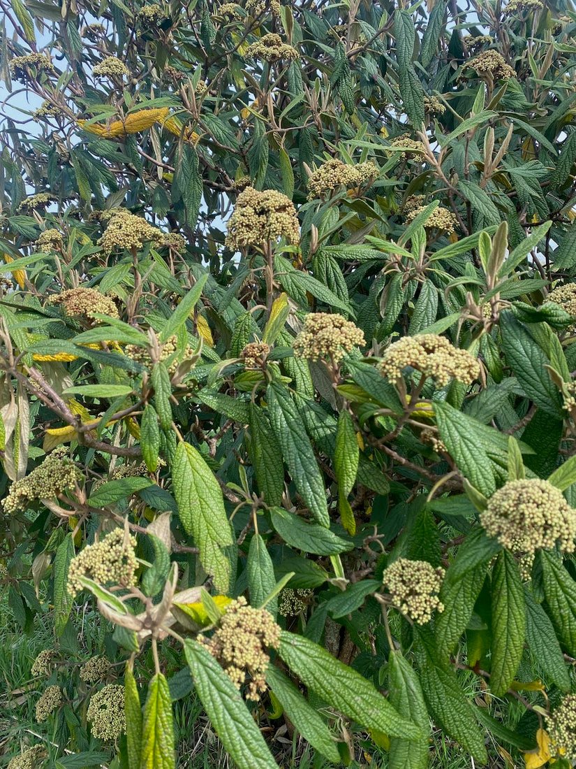 Schneeball - Viburnum Rhytidophyllum