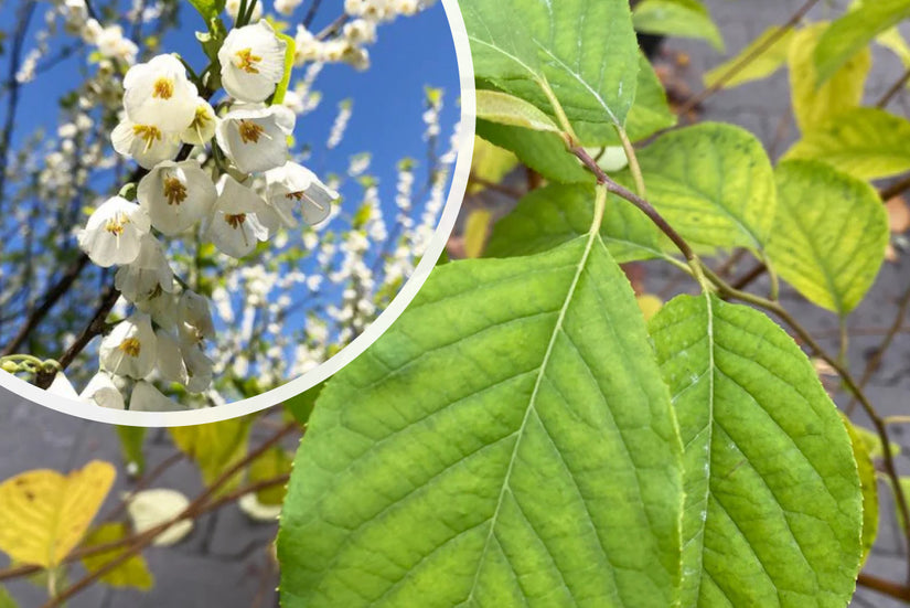 Schneeglöckchenbaum - Halesia carolina