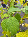 Schneeglöckchenbaum - Halesia carolina