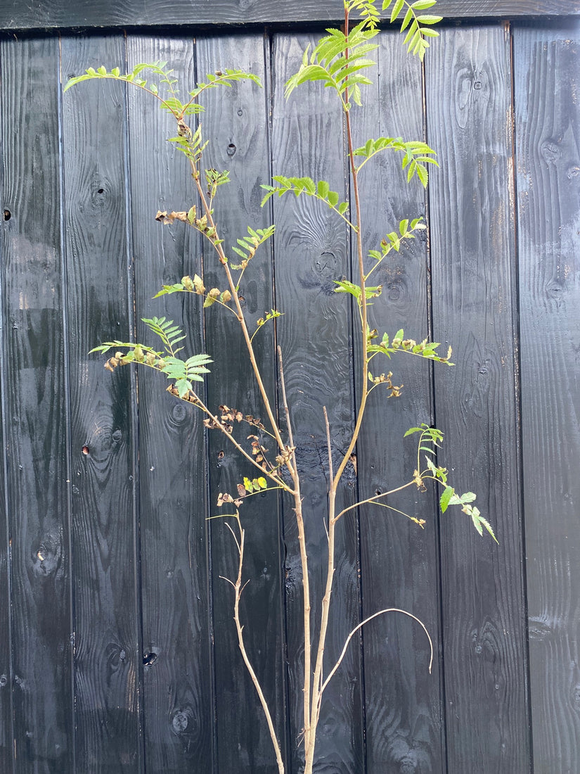 voorbeeld sorbus aucuparia in c5 pot 100-125 cm voor groenstrook / bosplantsoen