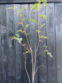 voorbeeld sorbus aucuparia in c5 pot 100-125 cm voor groenstrook / bosplantsoen