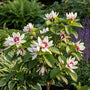 Gewürzstrauch - Calycanthus 'Venus'