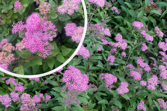 Japanische Spierstaude (Rosa) - Spiraea japonica 'Anthony Waterer'