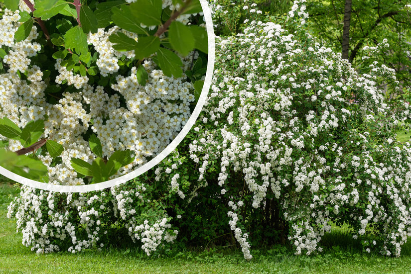 Spiraea nipponica 'June Bride' TIPP