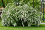 Spiraea nipponica 'June Bride' TIPP