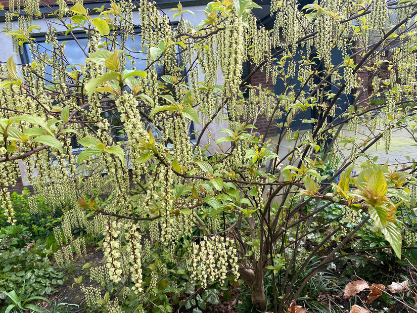 Langschwanzstrauch - Stachyurus praecox