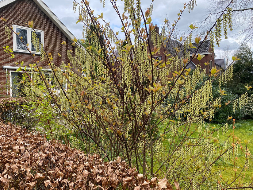 Langschwanzstrauch - Stachyurus praecox