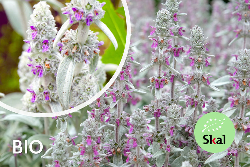 Hundeohren - Stachys byzantina 'Big Ears'