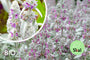 Bio Wollziest - Stachys byzantina