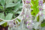 Hundeohren - Stachys byzantina 'Big Ears'