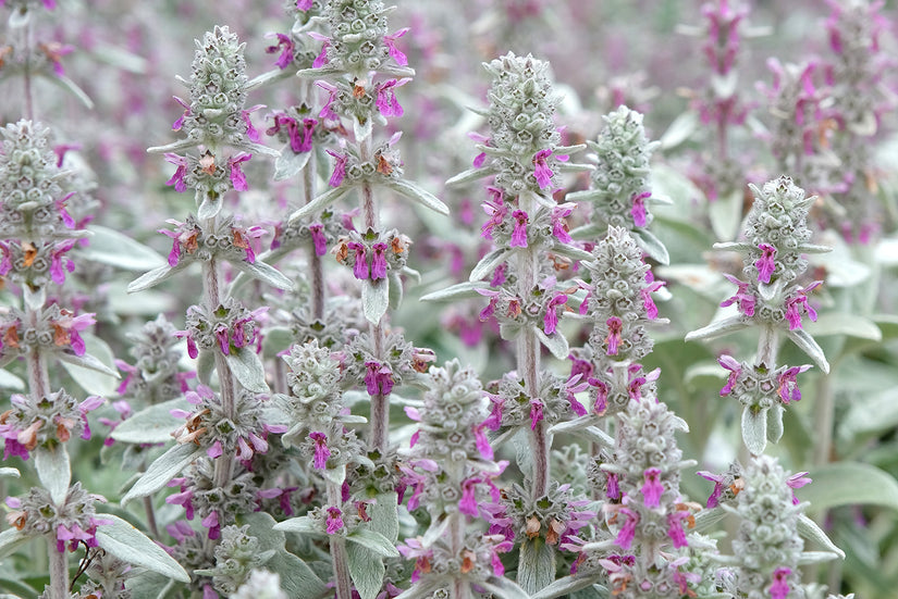 Hundeohren - Stachys byzantina 'Big Ears'