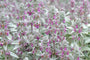 Hundeohren - Stachys byzantina 'Big Ears'