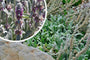 Eselsohren - Stachys byzantina 'Silver Carpet'