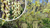 Langschwanzstrauch   Stachyurus praecox