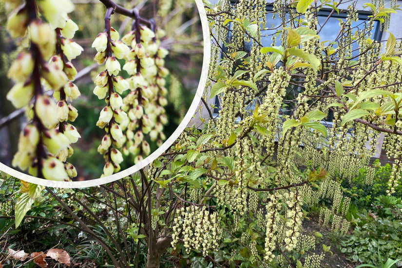 Langschwanzstrauch - Stachyurus praecox