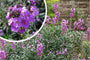 Felsenrakete - Erysimum linifolium 'Bowles Mauve'