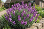 Felsenrakete - Erysimum linifolium 'Bowles Mauve'