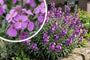 Felsenrakete - Erysimum linifolium 'Bowles Mauve'