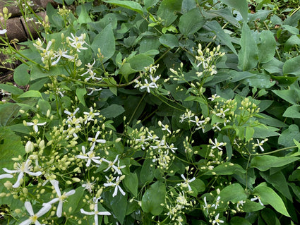 Steife Clematis - Clematis recta