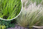 Federgras – Stipa Tenuifolia „Ponytails“ TIPP