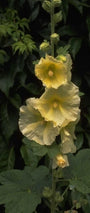 Stockrose - Alcea rosea 'Pleniflora' gelb