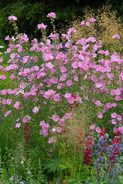 Bio-Buschmalve - Lavatera 'Rosea'