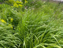 Straußenrohr - Calamagrostis x acutiflora 'Karl Foerster' TIPP