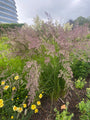 Straußenrohr - Calamagrostis x acutiflora 'Overdam'