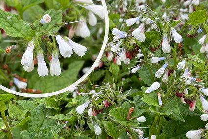 Kriechender Beinwell - Symphytum grandiflorum