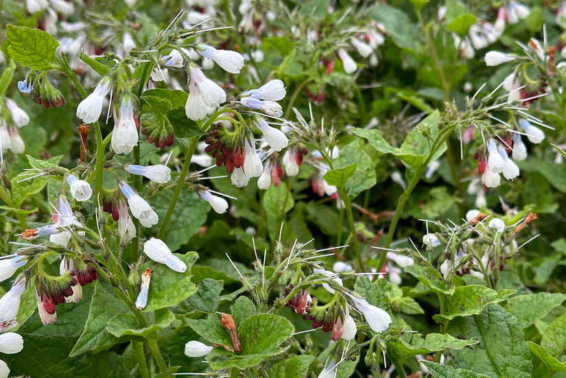 Kriechender Beinwell - Symphytum grandiflorum