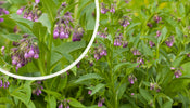 Gemeiner Beinwell   Symphytum officinale