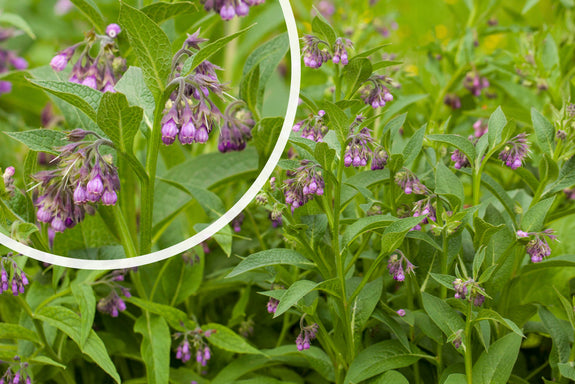 Gemeiner Beinwell - Symphytum officinale