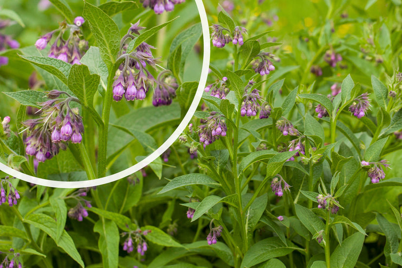 Gemeiner Beinwell - Symphytum officinale