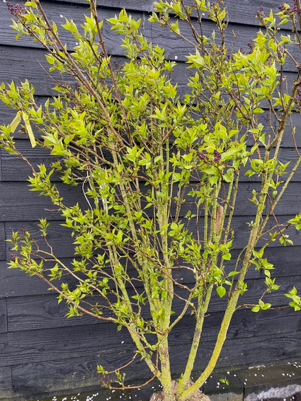 Flieder - Syringa vulgaris 'Andenk an Ludwig Späth'