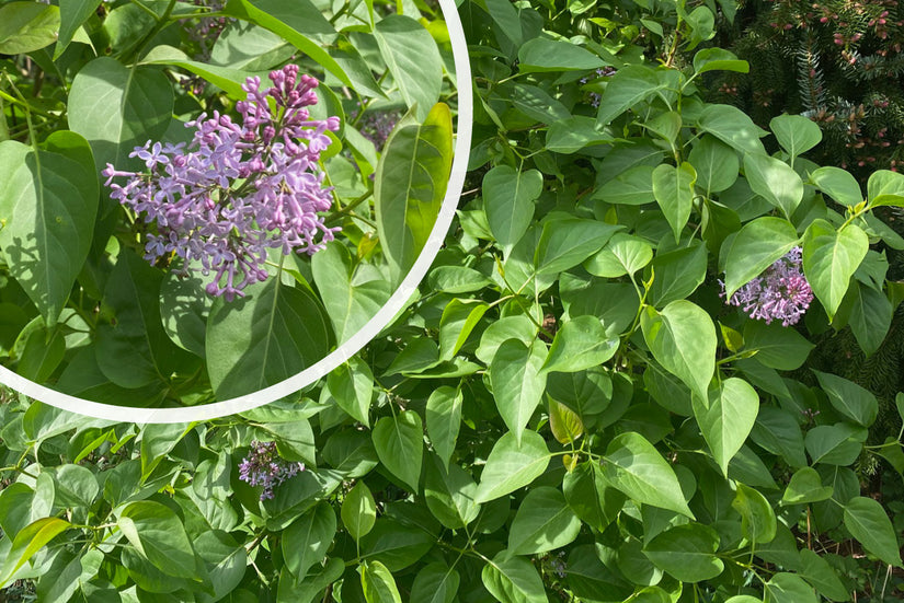 Gewöhnlicher Flieder - Syringa vulgaris