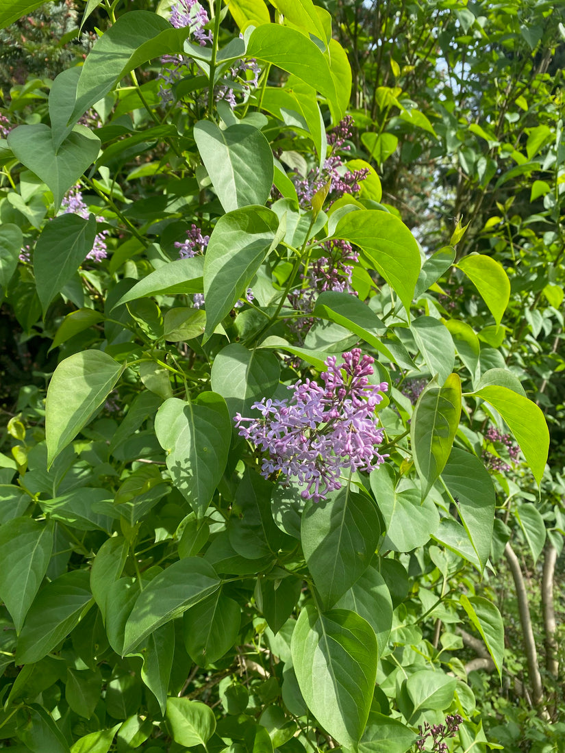 Gewöhnlicher Flieder - Syringa vulgaris