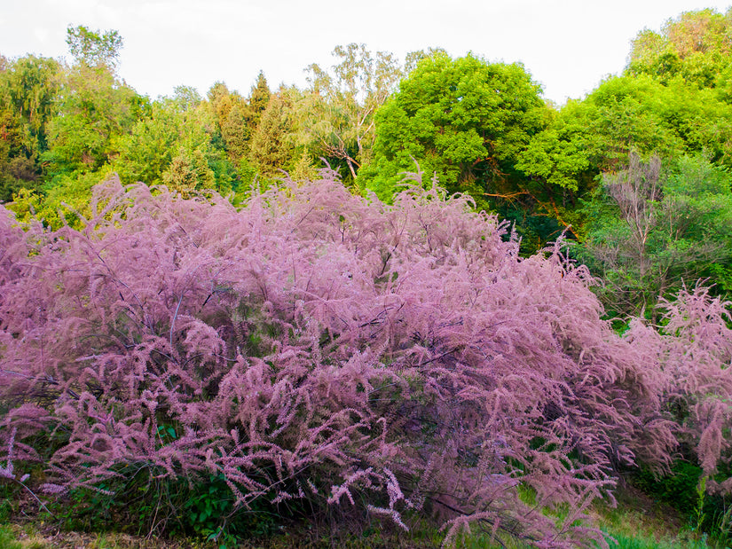 Tamariske - Tamarix tetrandra