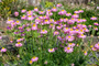 Wurmkraut - Tanacetum 'Robinson's Rose'