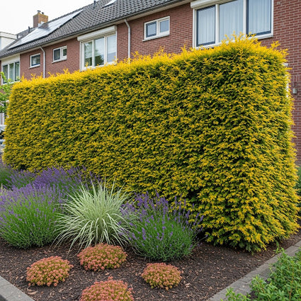 Gelbe Eibe - Taxus baccata 'Fastigiata Aurea' (Säulenförmig)