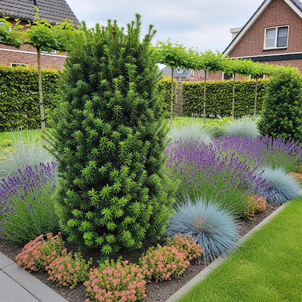 Taxus - Taxus media „Aufgehender Stern“