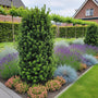 Taxus - Taxus media „Aufgehender Stern“